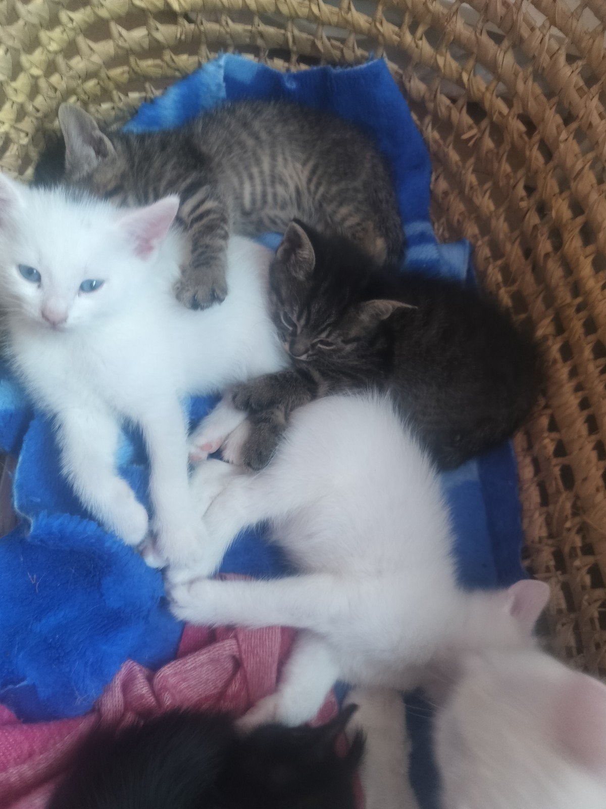 kleine kittens met liefde <3, Dieren en Toebehoren