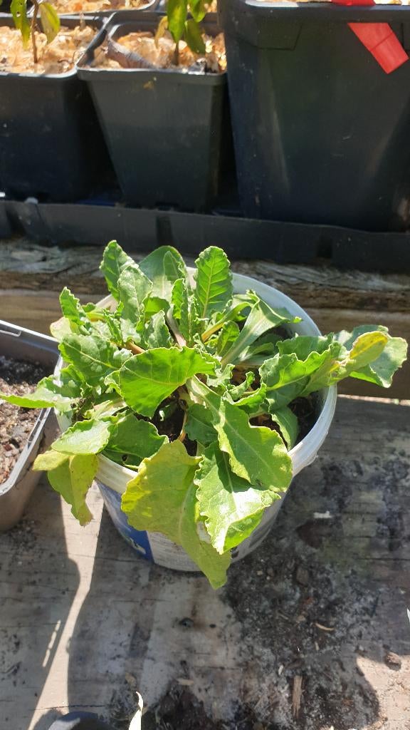 Franse zuring en andere voedselbosplanten, Tuin en Terras, Ophalen, Halfschaduw, Zomer, Groenteplanten