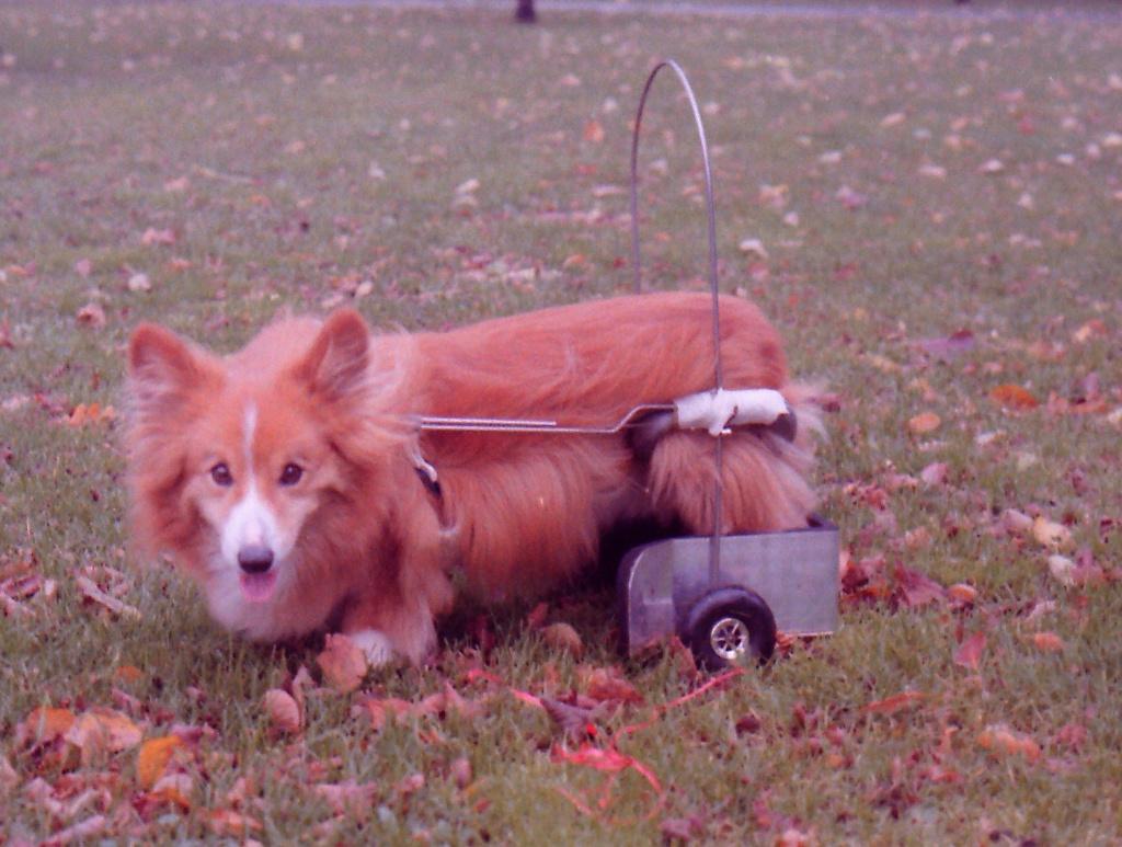 invalide karretje, loopwagentje, rolstoel voor kleine hond, Dieren en Toebehoren, Honden-accessoires, Ophalen of Verzenden, Gebruikt