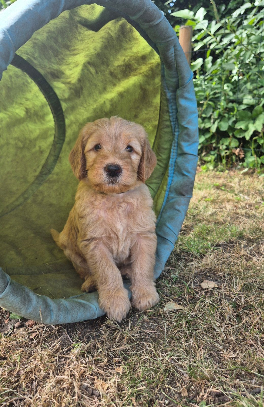 labradoodle pups abrikooskleur, Dieren en Toebehoren, Honden | Retrievers, Spaniëls en Waterhonden, Overige rassen, 8 tot 15 weken