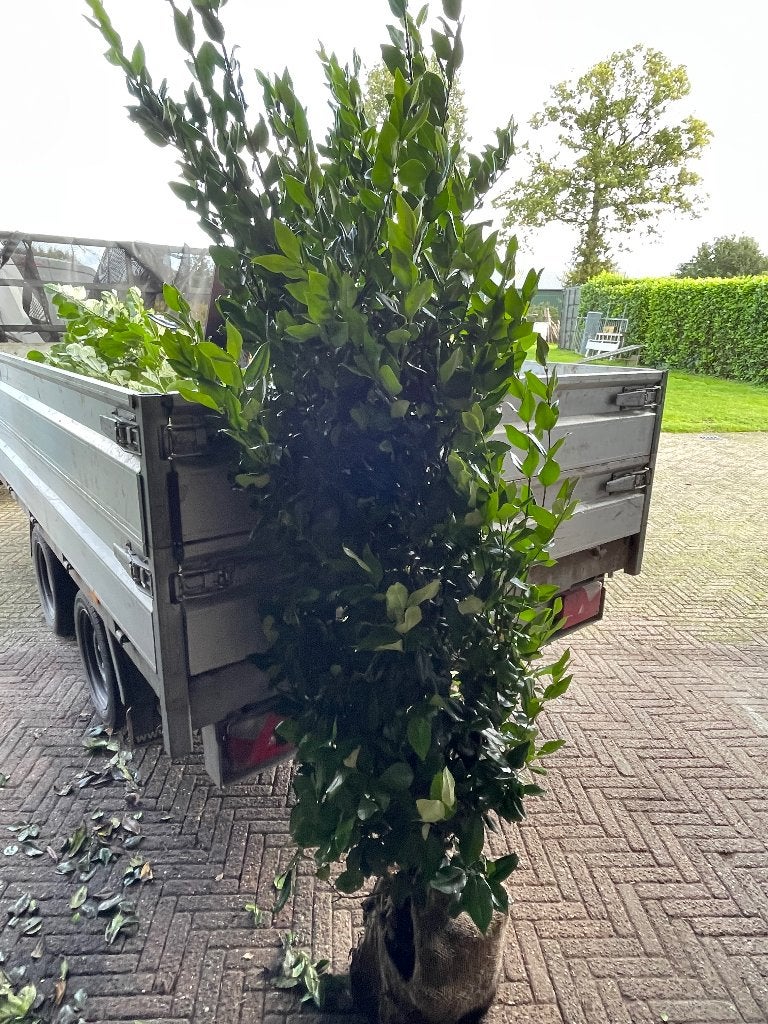 Japanse liguster 200cm, Ophalen, Liguster, Haag, 100 tot 250 cm