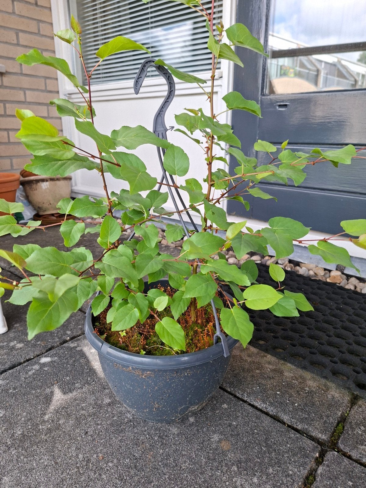 Hartbladige Els (Alnus cordata) - Jonge boom in pot, Overige soorten, Volle zon, Vaste plant, Ophalen of Verzenden