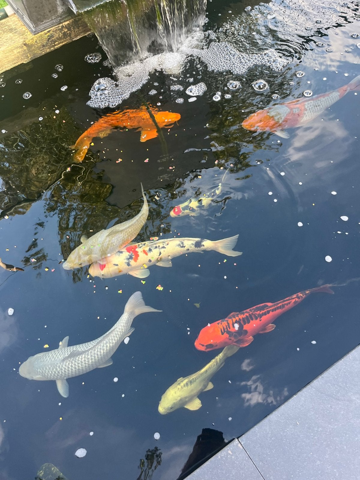 Koi karpers, Karper of Koi