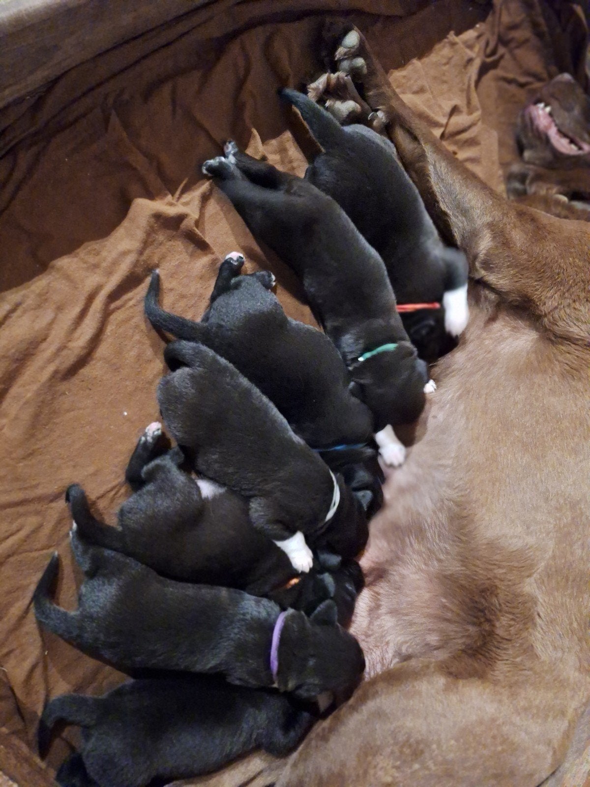 Borador puppy's, 8 tot 15 weken, Meerdere, Meerdere dieren, Middel