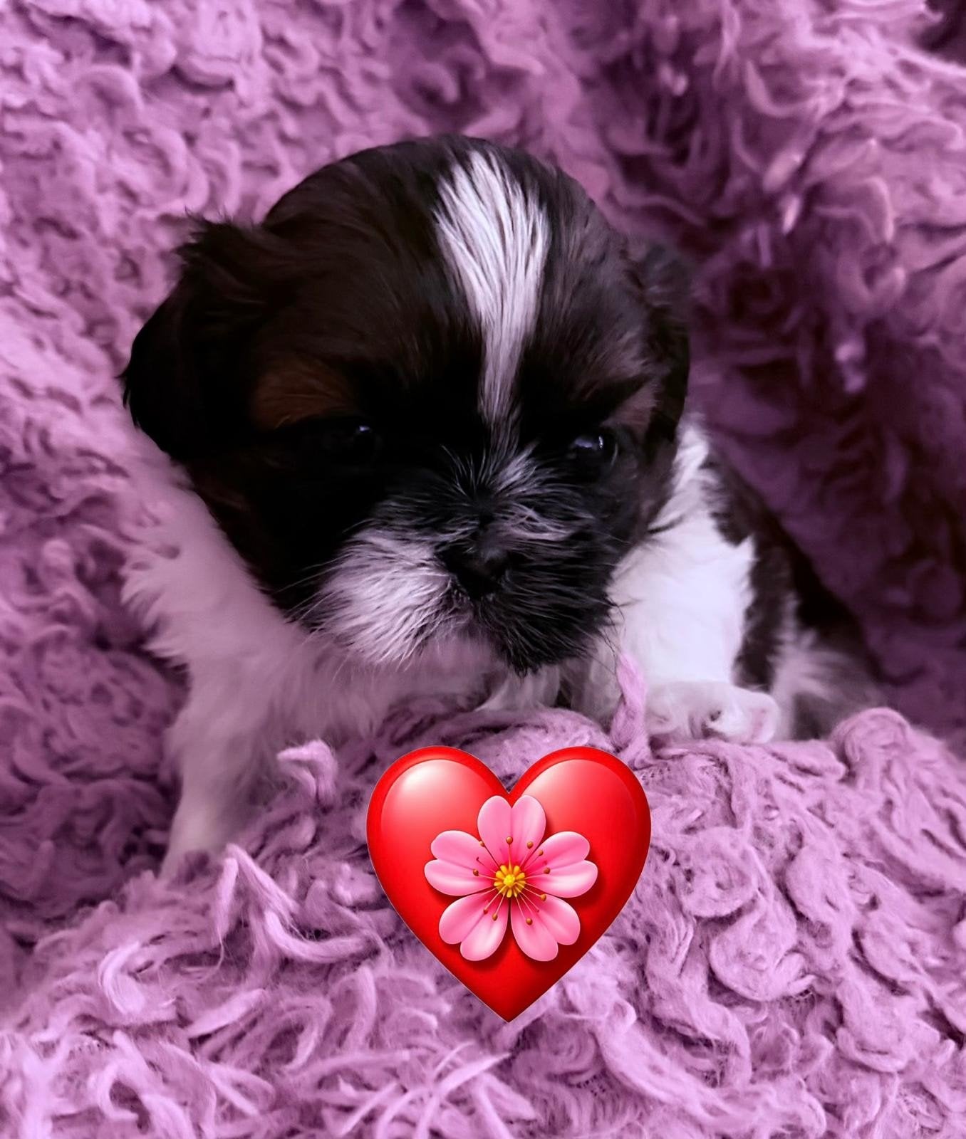 shiz thu  puppys, Overige rassen, CDV (hondenziekte), 8 tot 15 weken, Teef