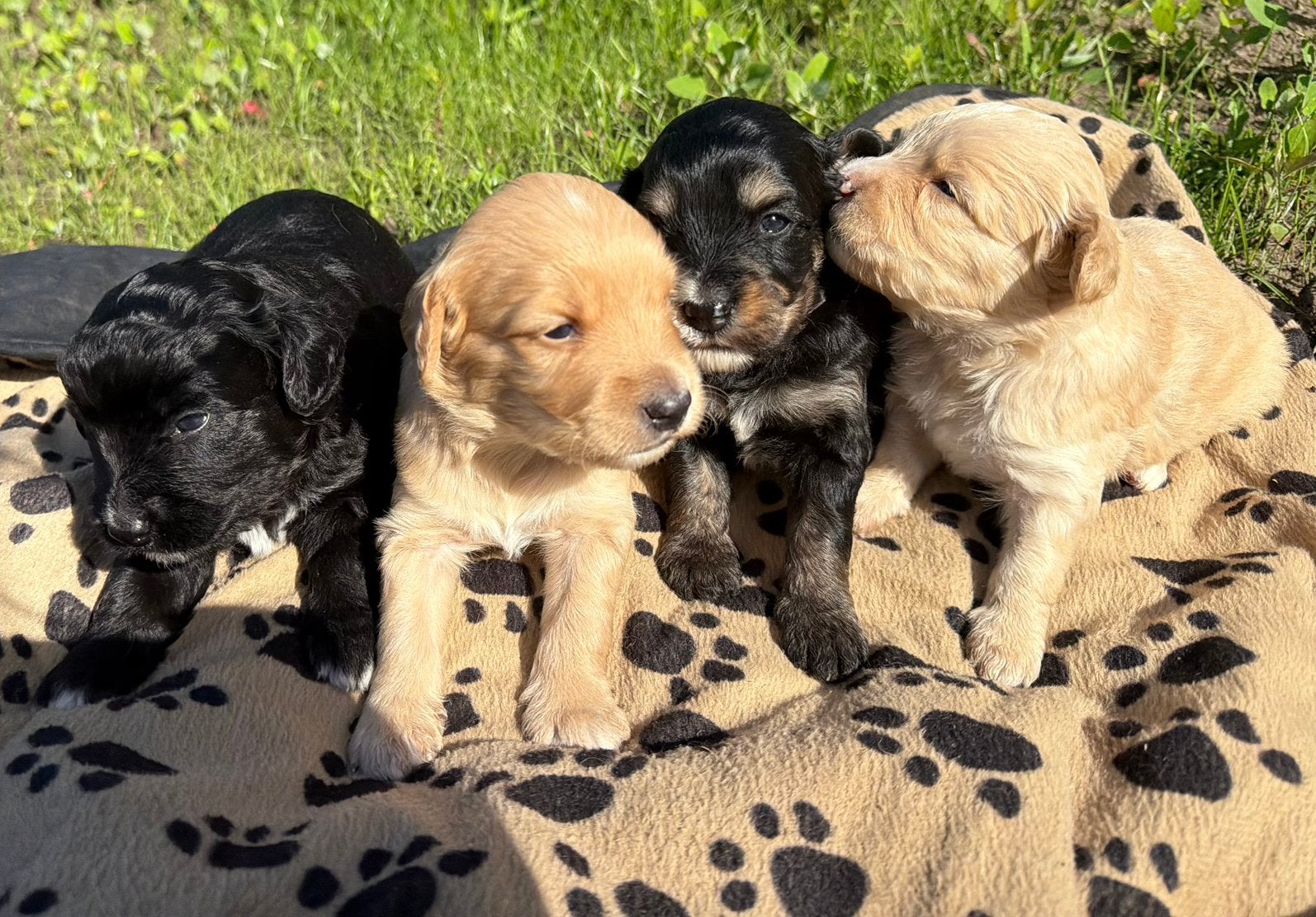 Mini bernedoodle pups te koop Berner Sennen x Poedel, Poedel, 8 tot 15 weken, Parvo, Meerdere