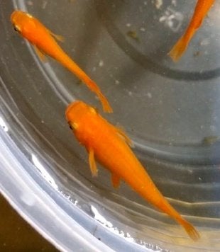 Medaka Eitjes - Orange - Red King, Overige soorten