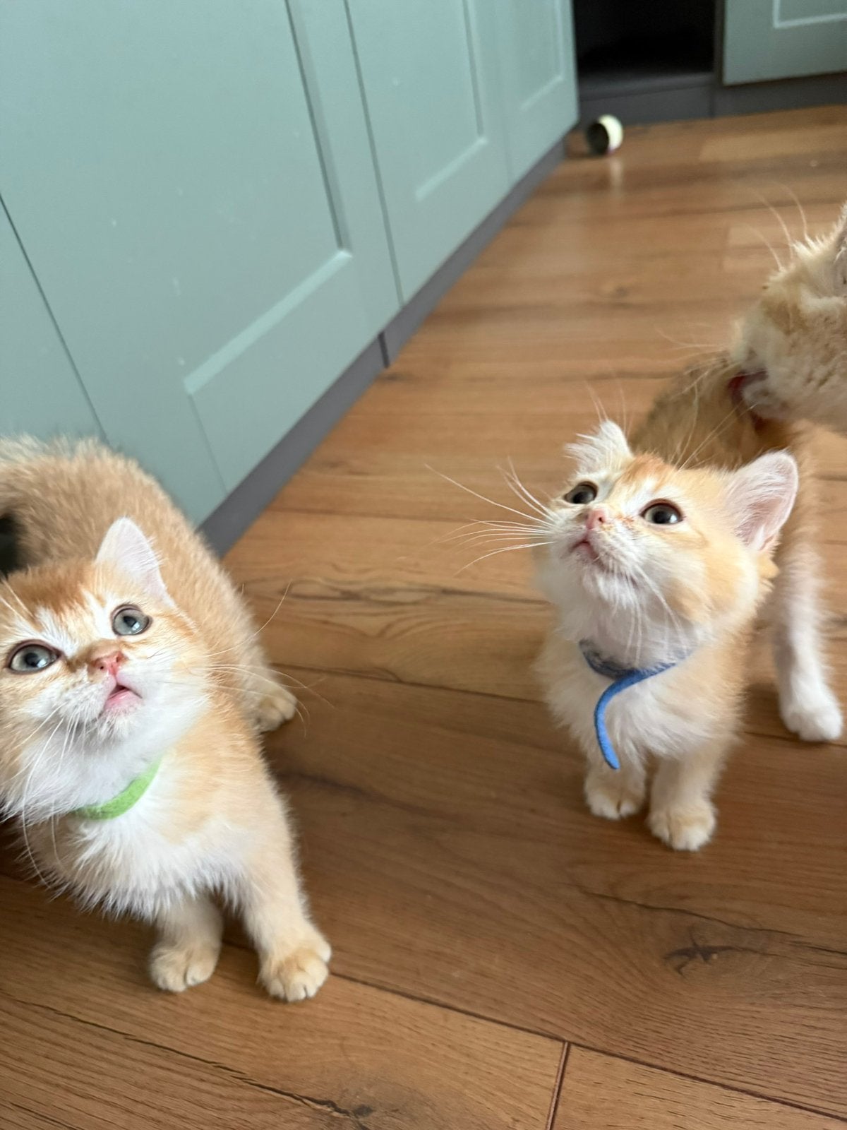 Prachtige Britse Korthaar kittens beschikbaar!, Meerdere dieren