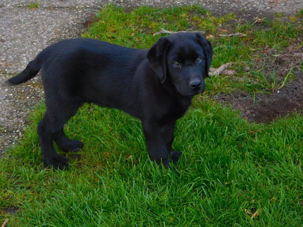 Mooie zwarte labrador pups, CDV (hondenziekte), 8 tot 15 weken, Labrador retriever, Meerdere
