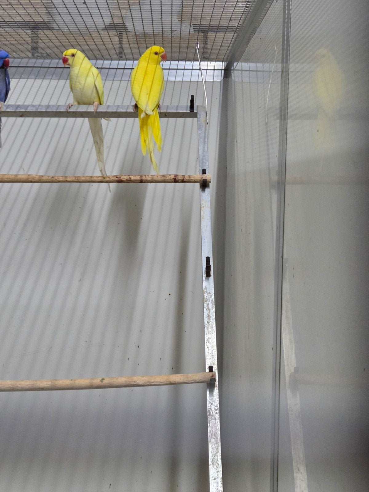 halsband parkieten, Dieren en Toebehoren