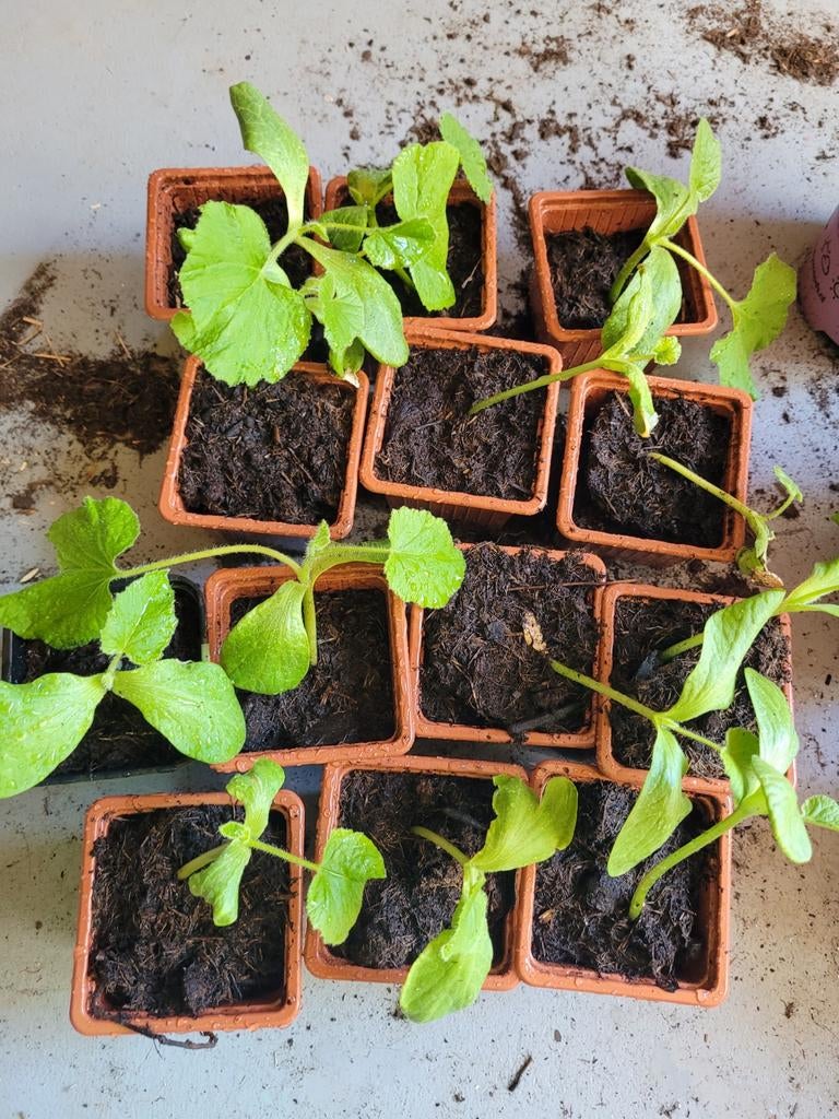 Pompoen stekkies, Tuin en Terras, Ophalen, Halfschaduw, Overige soorten, Lente