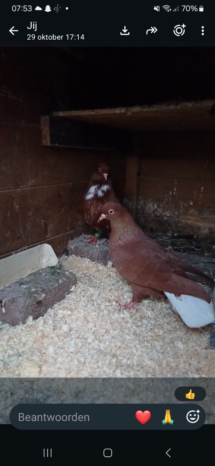 mooi Syrishe koppel rode, Dieren en Toebehoren, Meerdere dieren
