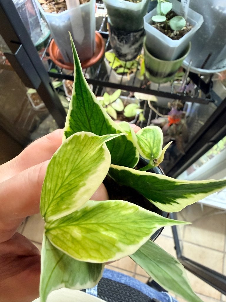 Hoya polyneura outer variegata, Huis en Inrichting, Kamerplanten, Verzenden, Halfschaduw, Minder dan 100 cm