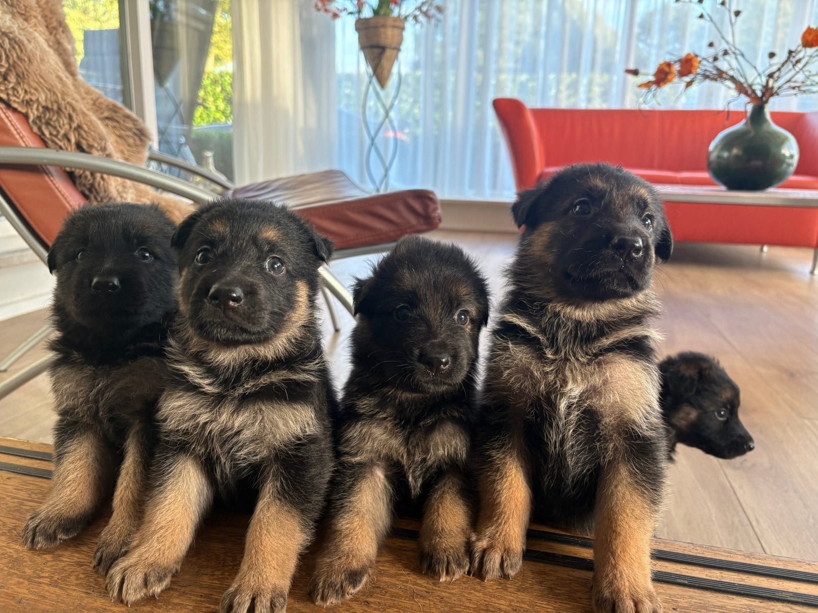 Duitse herder pups, 8 tot 15 weken, Meerdere, Meerdere dieren, CDV (hondenziekte)