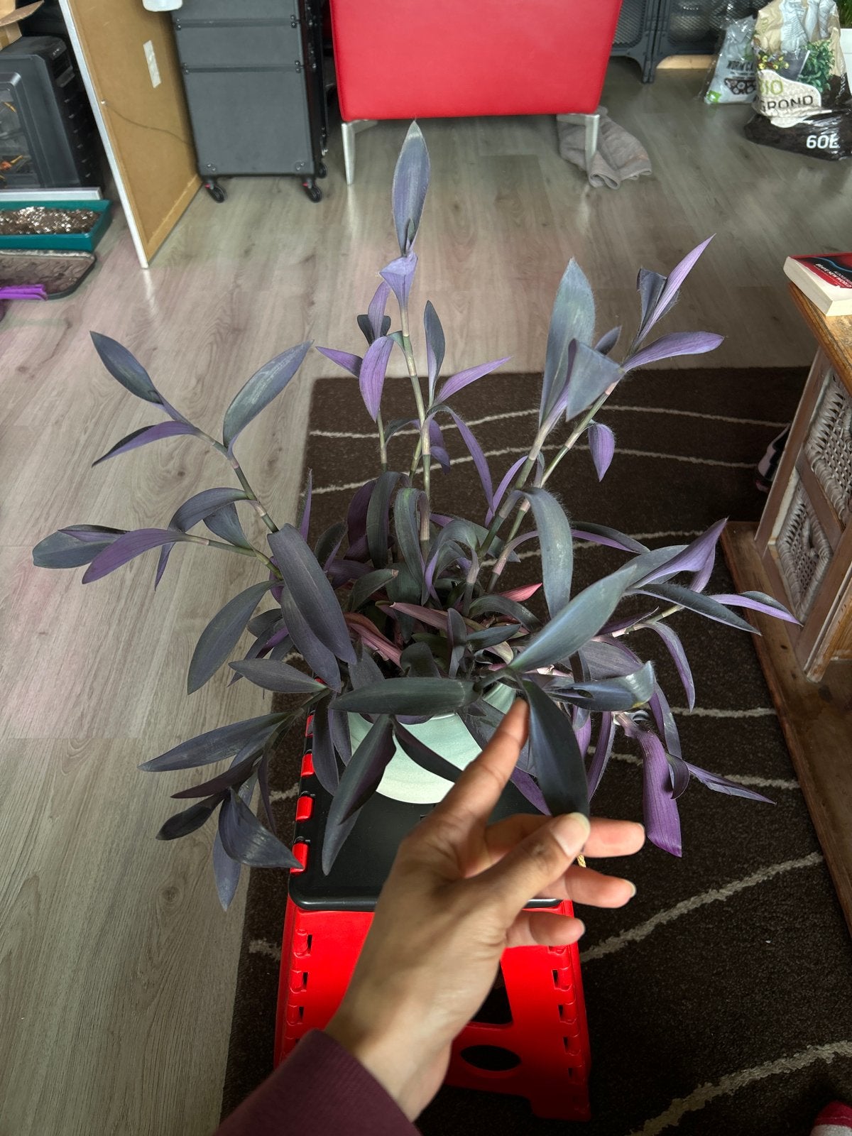 Tradescantia pallida "Purple Heart" - Hangplant, Ophalen, Overige soorten, Minder dan 100 cm, Volle zon