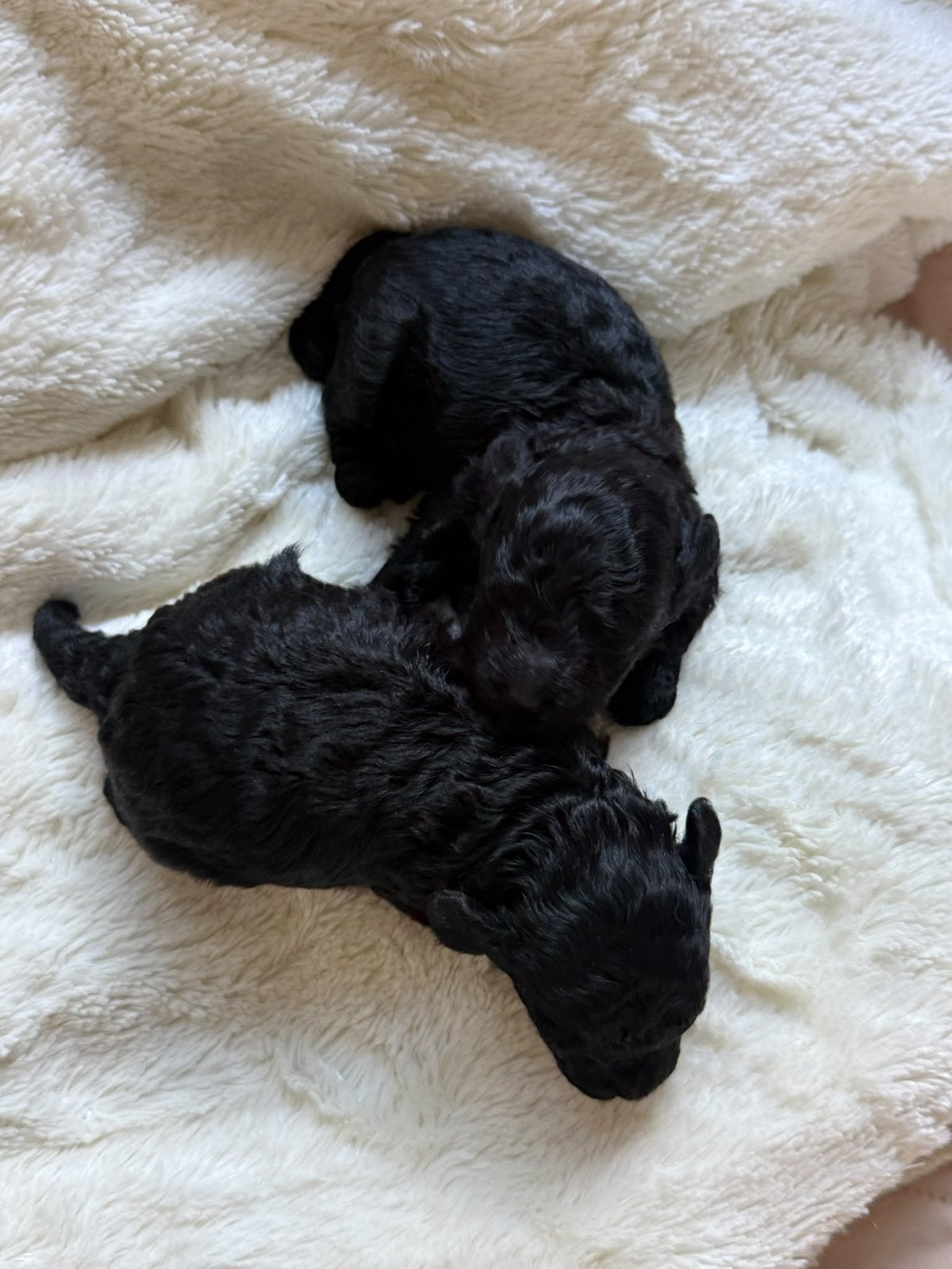 Toy poedel puppy’s, Dieren en Toebehoren, Poedel, CDV (hondenziekte), 8 tot 15 weken, Meerdere