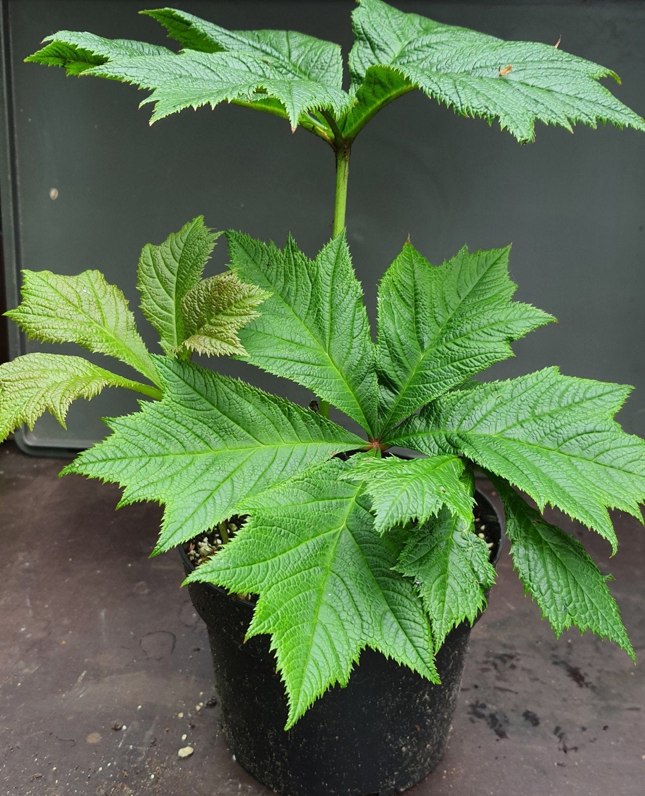 Rodgersia podophylla 'Braunlaub' (Schout bij nacht), Vaste plant, Halfschaduw, Lente, Ophalen