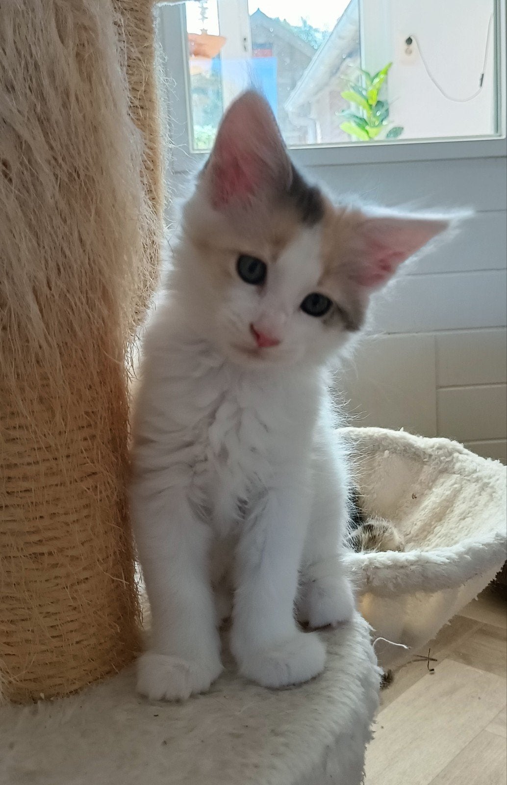 Raszuivere Maine Coon kittens. 1 poesje en 1 katertje, Meerdere dieren, Gechipt