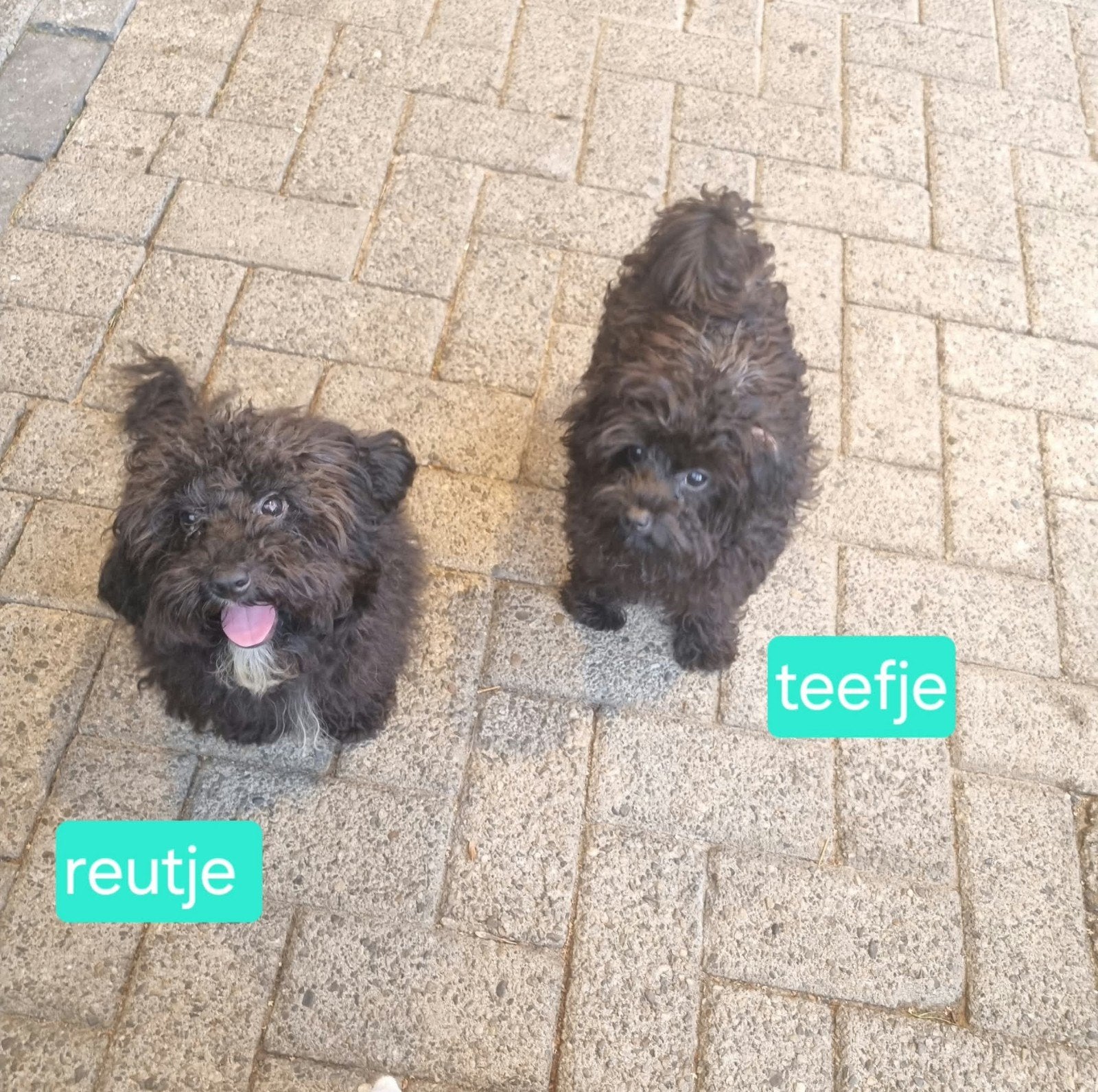 Cavapoo, Dieren en Toebehoren, Honden | Niet-rashonden, 15 weken tot 1 jaar, Parvo, Meerdere dieren, Eén hond