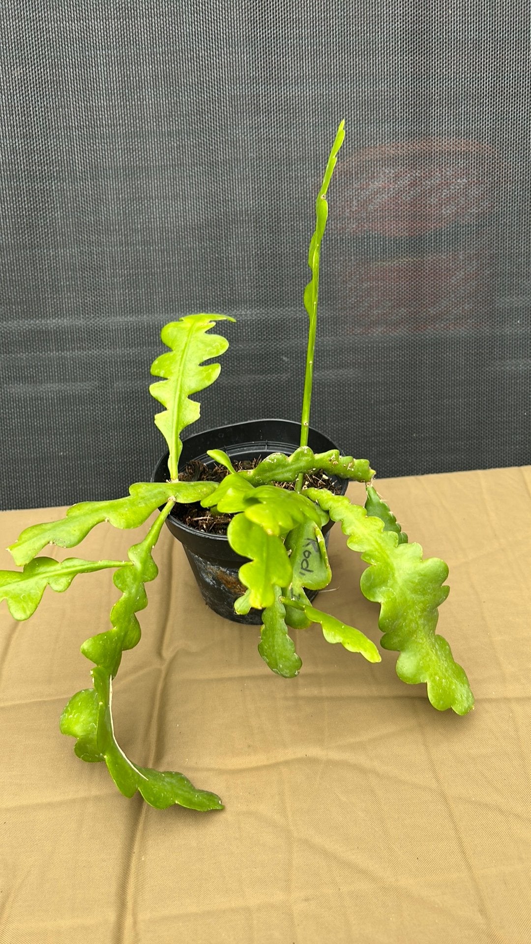 Epiphyllum kodi 1, Ophalen of Verzenden, Halfschaduw, Minder dan 100 cm