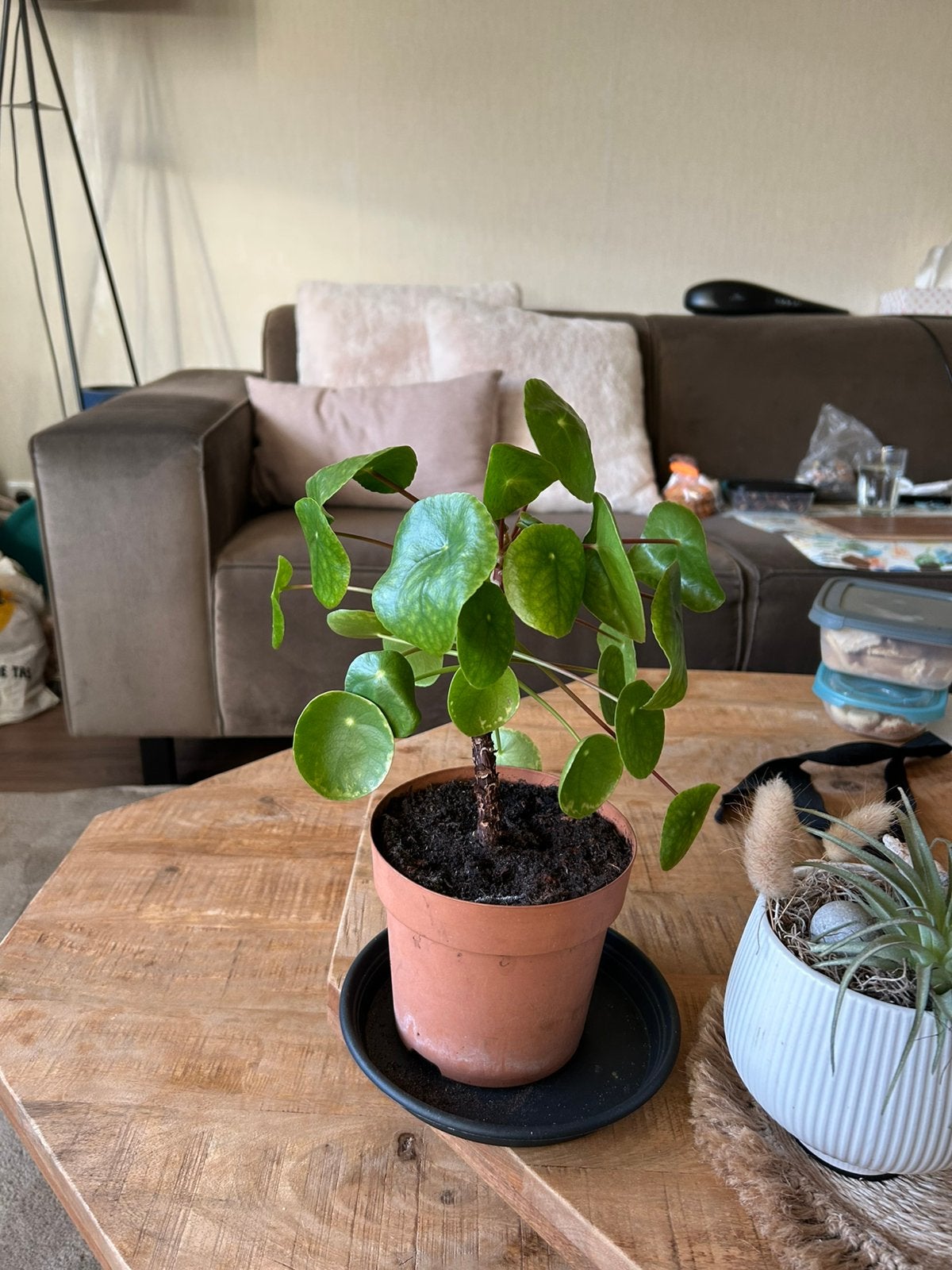 Pannenkoekplant, Huis en Inrichting, Kamerplanten, Ophalen of Verzenden, Halfschaduw, Minder dan 100 cm