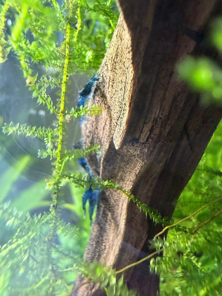 Garnalen blauw, Kreeft, Krab of Garnaal