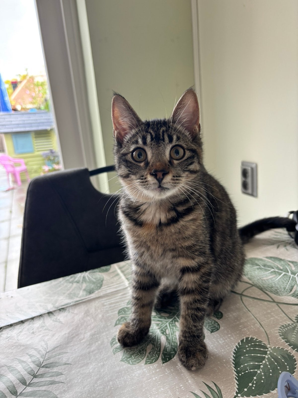 Te koop kittens kruising Bristse korthaar x Noorse boskat, Meerdere dieren, Ontwormd, 0 tot 2 jaar