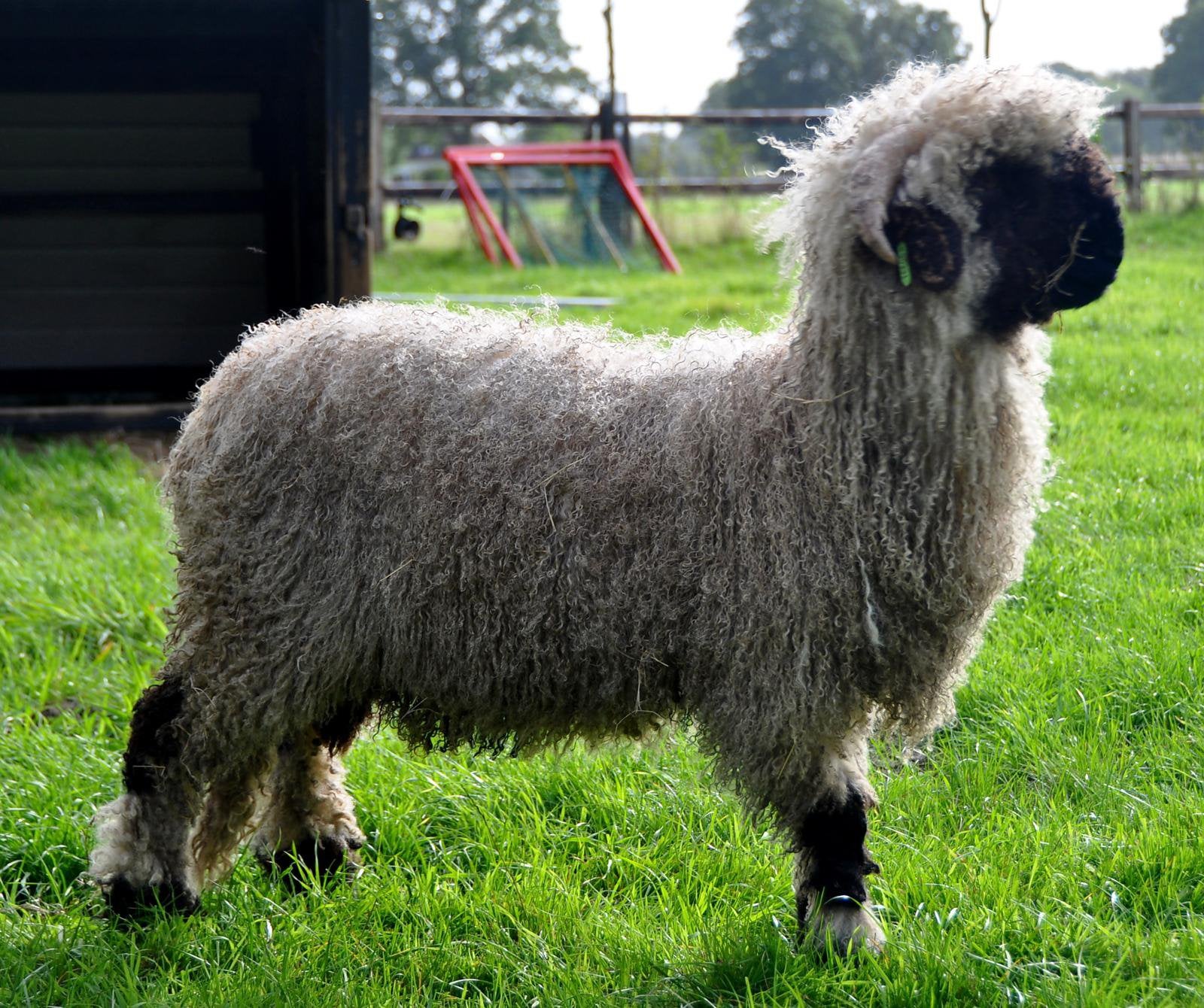 Walliser Schwartznase ram, Mannelijk, Schaap