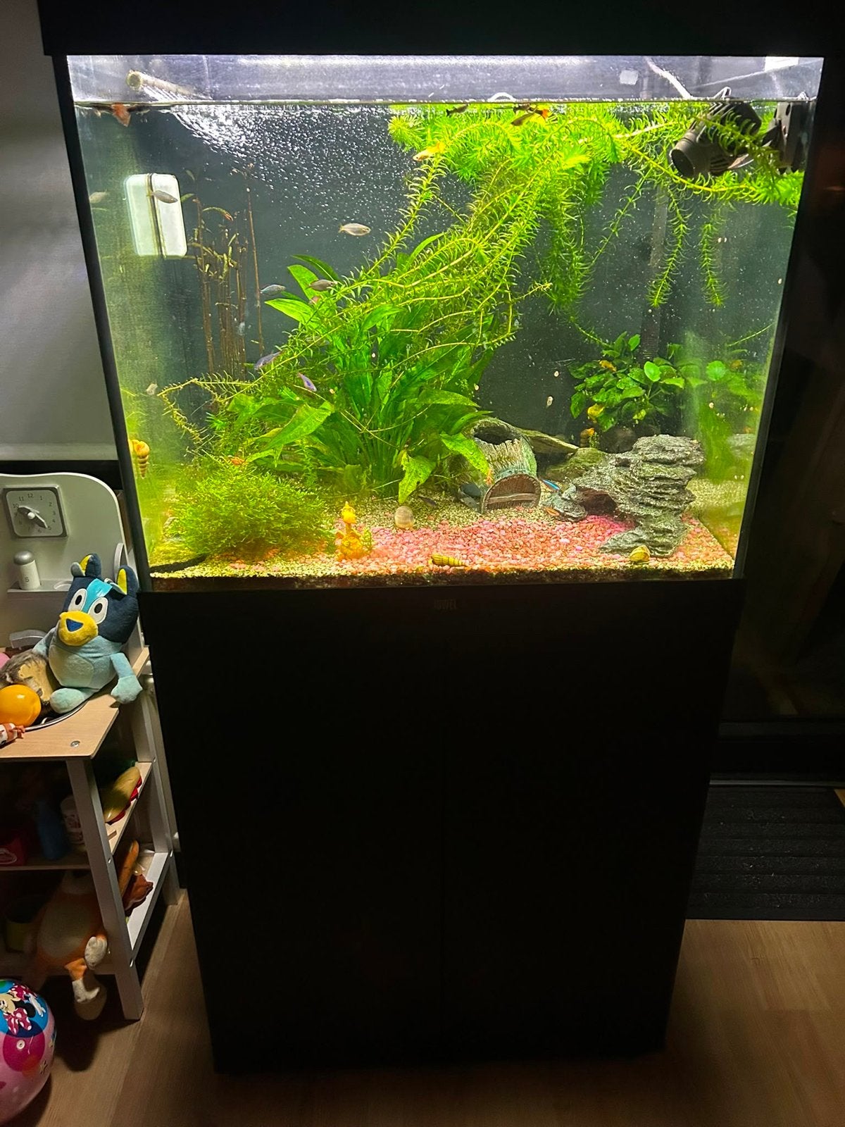 Juwel aquarium, Ophalen, Gevuld zoetwateraquarium