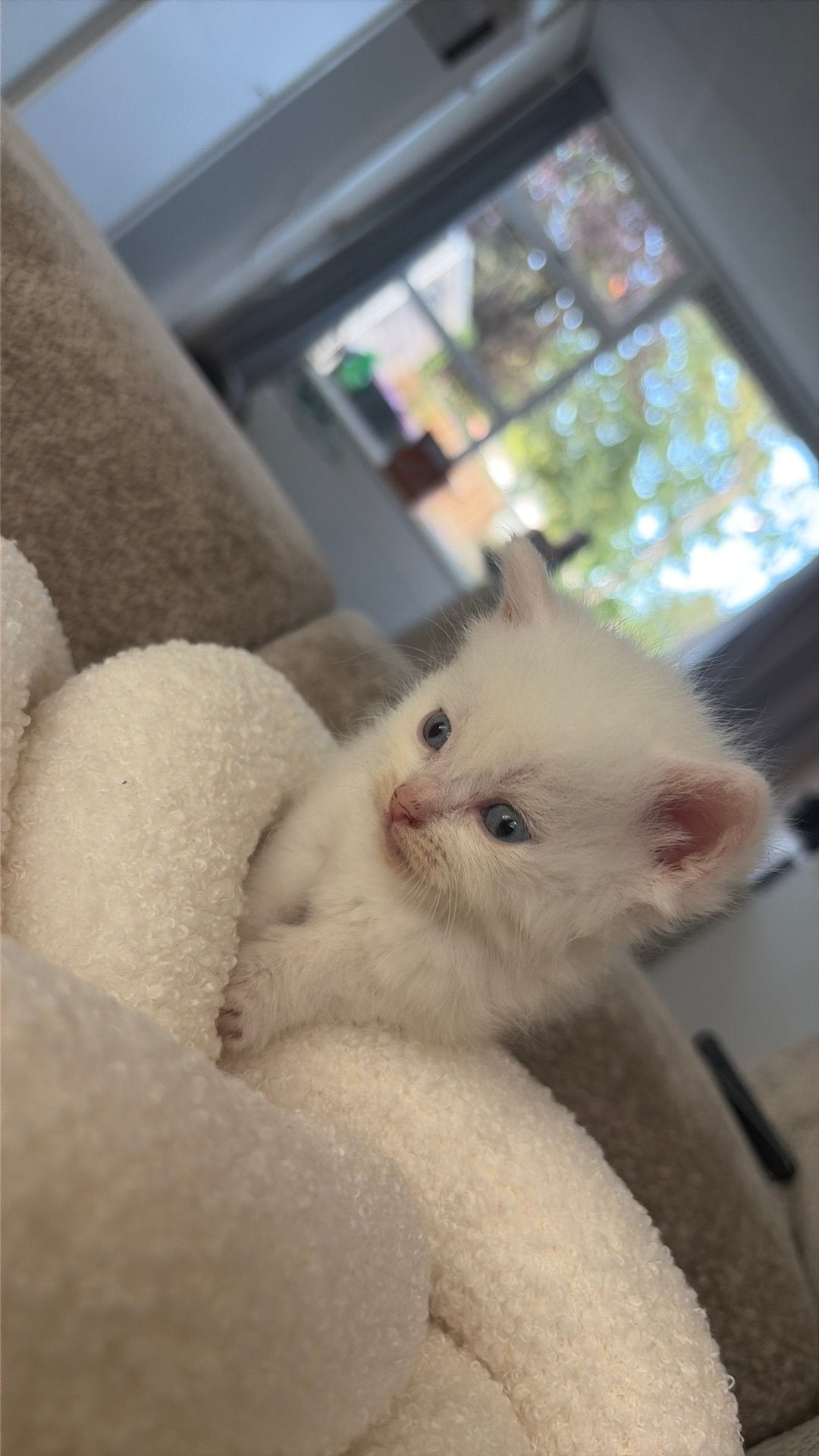 Britse langhaar/korthaar kittens, mogen eind oktober weg, Dieren en Toebehoren, Geslacht onbekend, Langharig, 0 tot 2 jaar