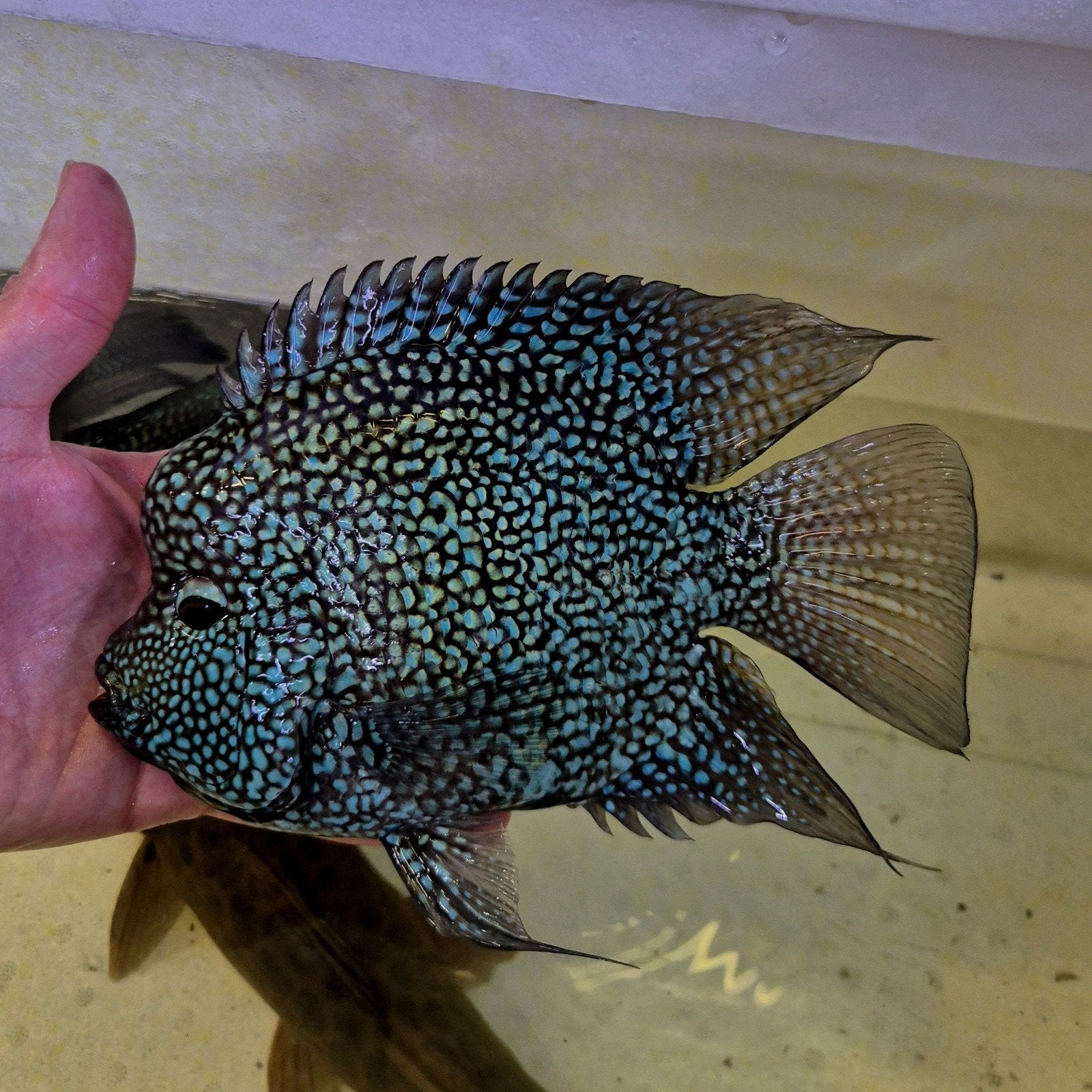 Short body texas cichlide, Vis, Zoetwatervis