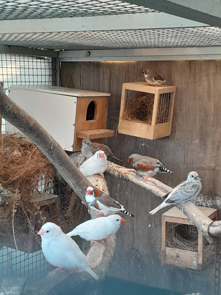 Jonge diamantduifjes, Dieren en Toebehoren, Meerdere dieren, Tropenvogel