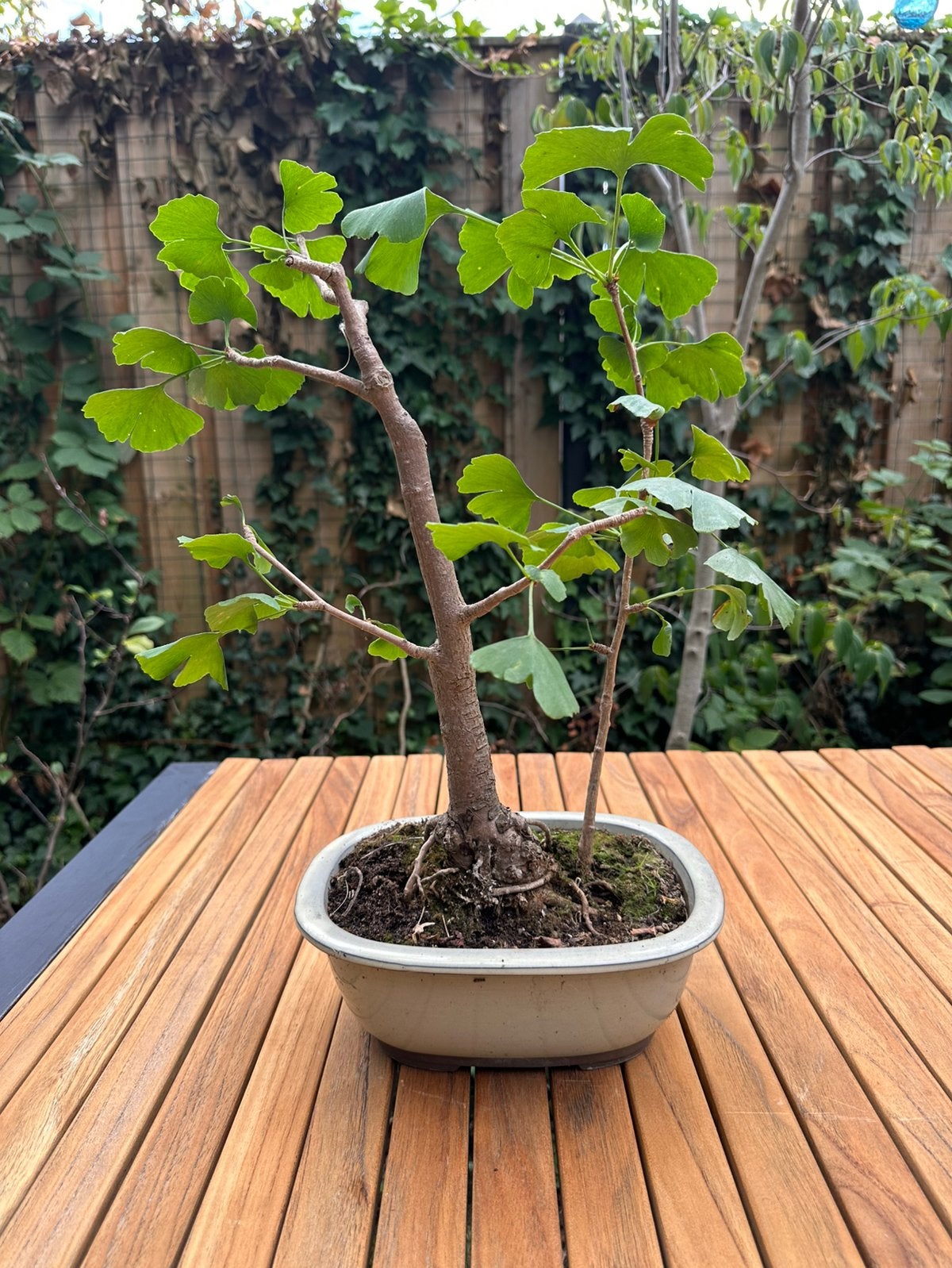 Bonsai Ginkgo biloba, 2 boompjes met schaal, Tuin en Terras, Planten | Bomen, Bloeit niet, Halfschaduw, Overige soorten, Minder dan 100 cm