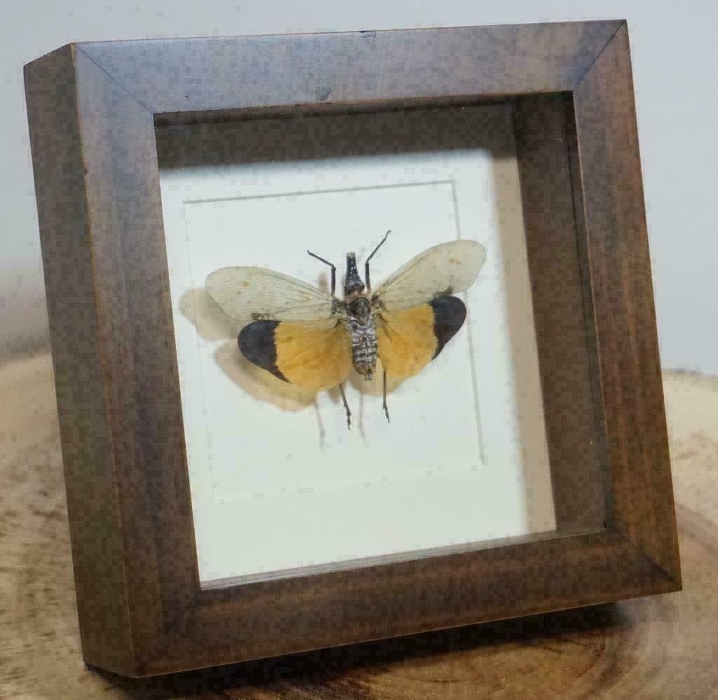 Lantaarndrager in luxe passe-partout lijst - pyrops, Verzamelen, Dierenverzamelingen, Ophalen of Verzenden, Nieuw, Insect, Opgezet dier