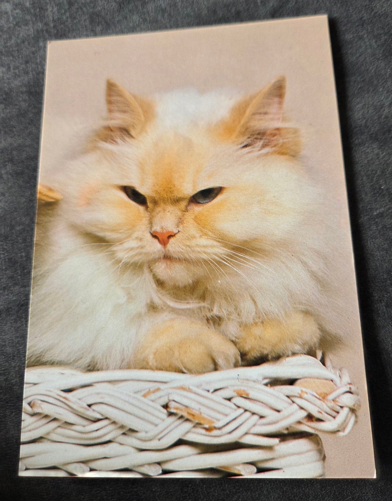 Ansichtkaart Perzische Kat - Ongelopen, Verzenden, 1980 tot heden, Ongelopen, Hond of Kat