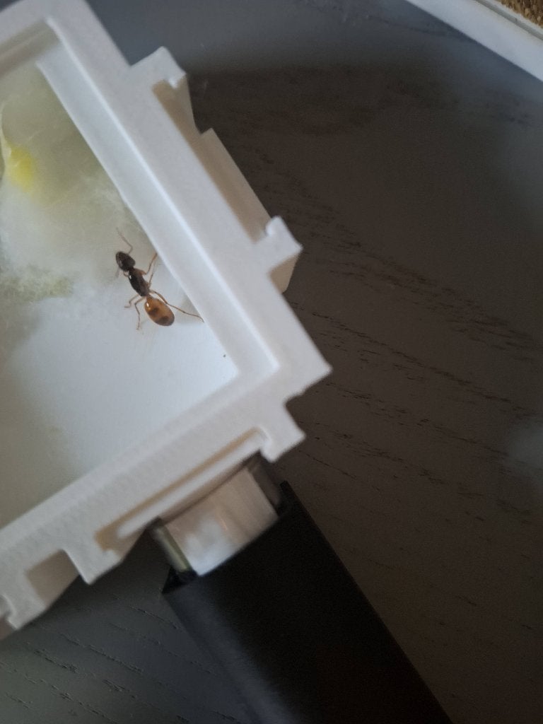 camponotus fedtschenkoi koningin, Dieren en Toebehoren, Insecten en Spinnen, Mieren