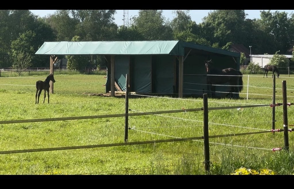 Schuilstal paarden, Weidegang