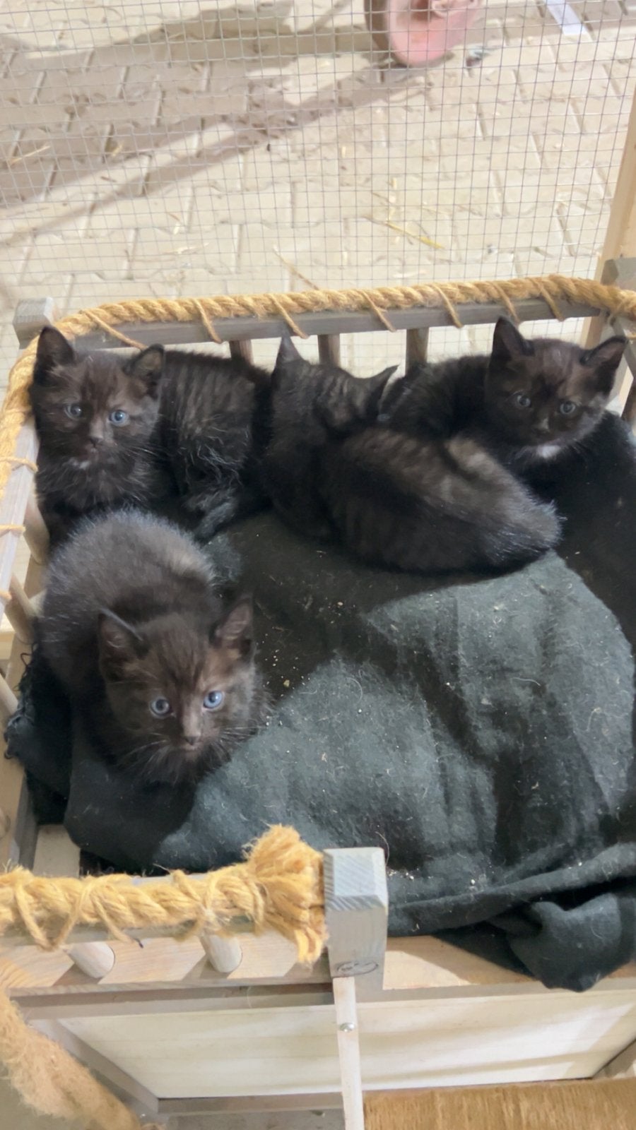 Ragdoll kittens!, Dieren en Toebehoren, Meerdere dieren, Ontwormd, 0 tot 2 jaar
