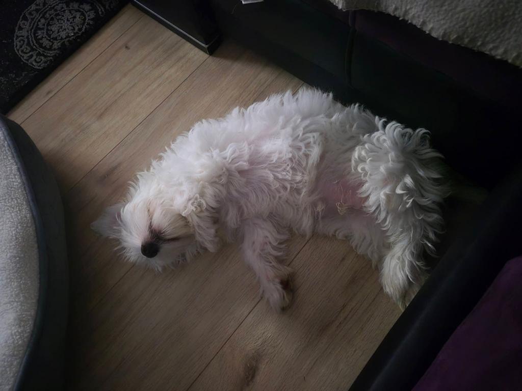 Hond, 1 tot 2 jaar, Parvo, Eén hond, Nederland