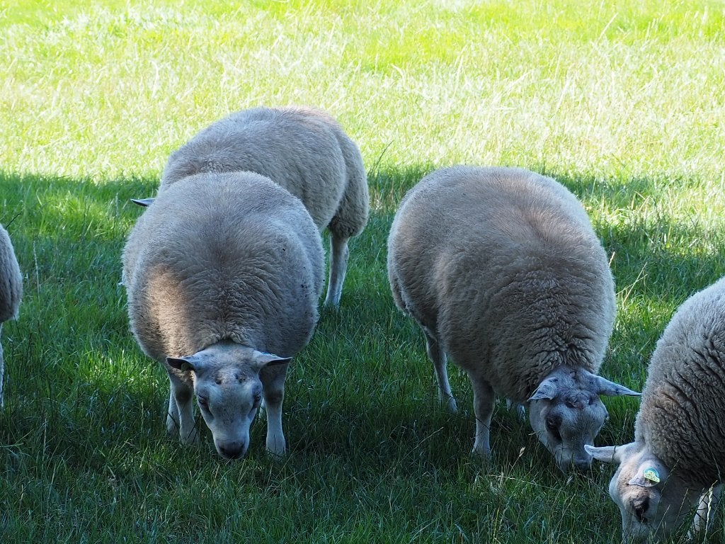 Stamboek Texelaar ram- en ooilammeren te koop, Dieren en Toebehoren, Meerdere dieren, Schaap, 0 tot 2 jaar