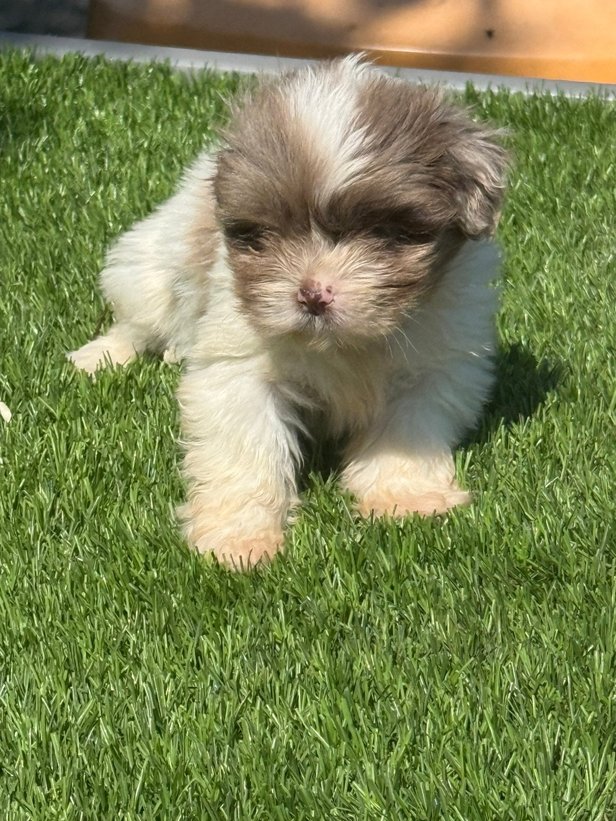 boomer pups shih tzu poedel x maltezer shihpoo maltipoo, Parvo, Nederland, Overige rassen, 8 tot 15 weken
