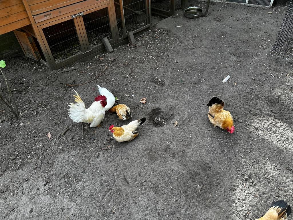 Witte Chabo haan te koop, Dieren en Toebehoren, Pluimvee, Mannelijk, Kip