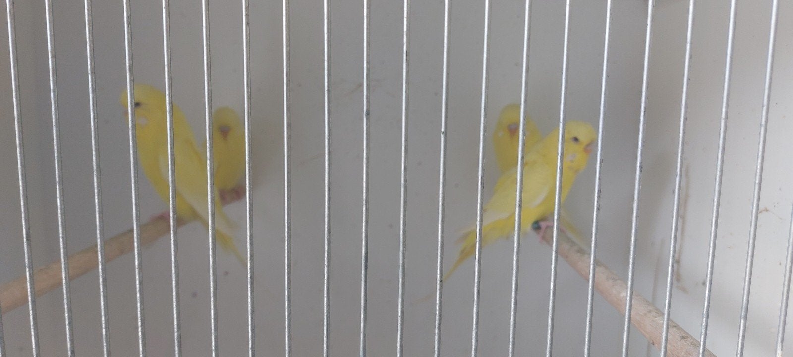 Te koop engelse grasparkieten, Dieren en Toebehoren, Vogels | Parkieten en Papegaaien, Meerdere dieren, Parkiet, Geringd