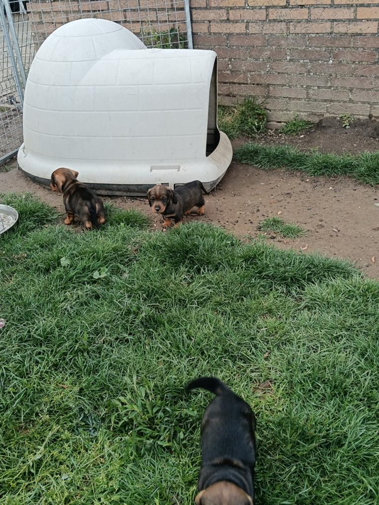 Ruwhaar teckel pups, Parvo, 8 tot 15 weken, Meerdere, Meerdere dieren