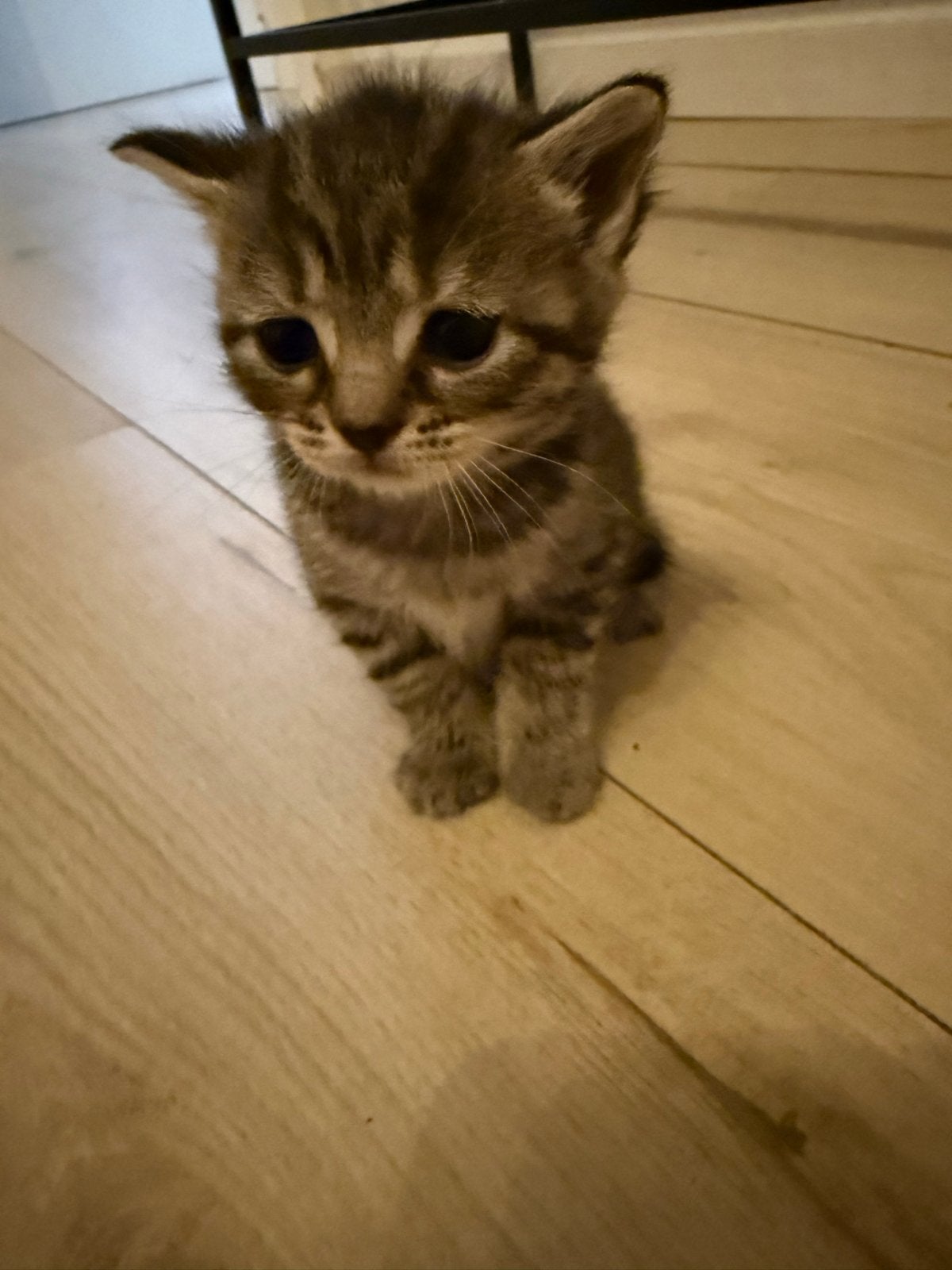 Kittens Britse korthaar, Dieren en Toebehoren, Katten en Kittens | Overige Katten, Meerdere dieren, Kortharig, 0 tot 2 jaar