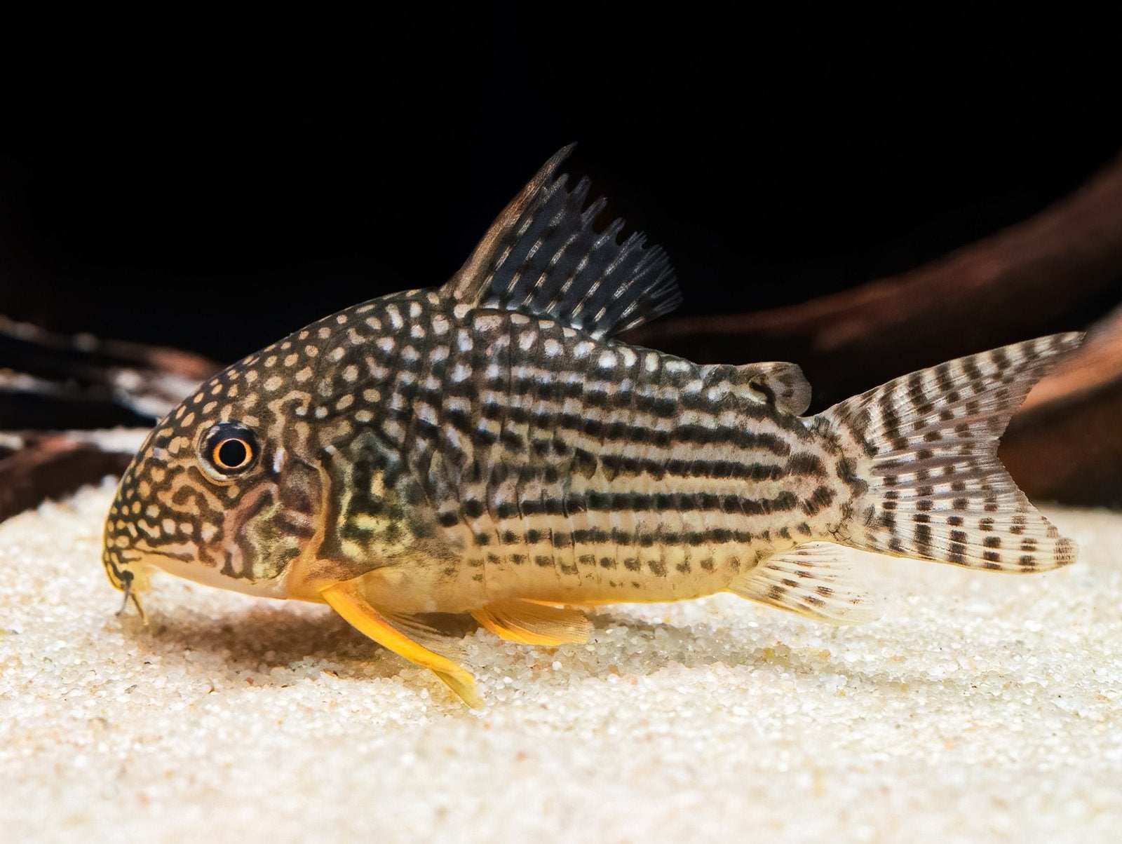 30 corydoras sterbai, Vis