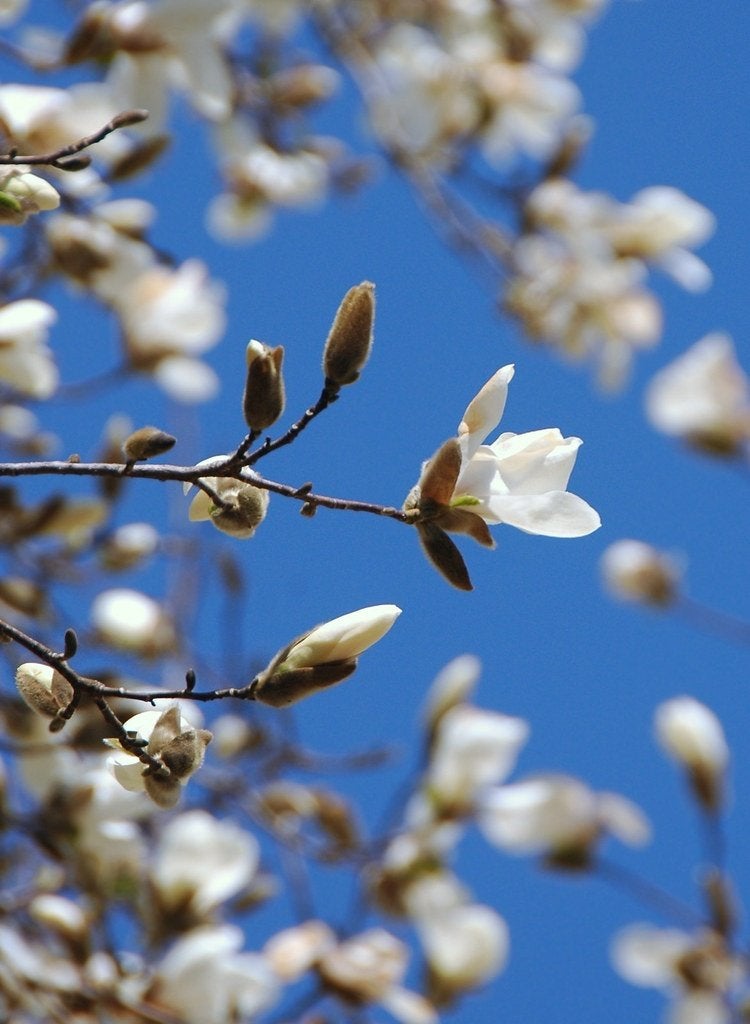 3x  mooie  rijkbloeiende Stermagnolia €45, Tuin en Terras, Ophalen of Verzenden, Overige soorten, Struik, Minder dan 100 cm
