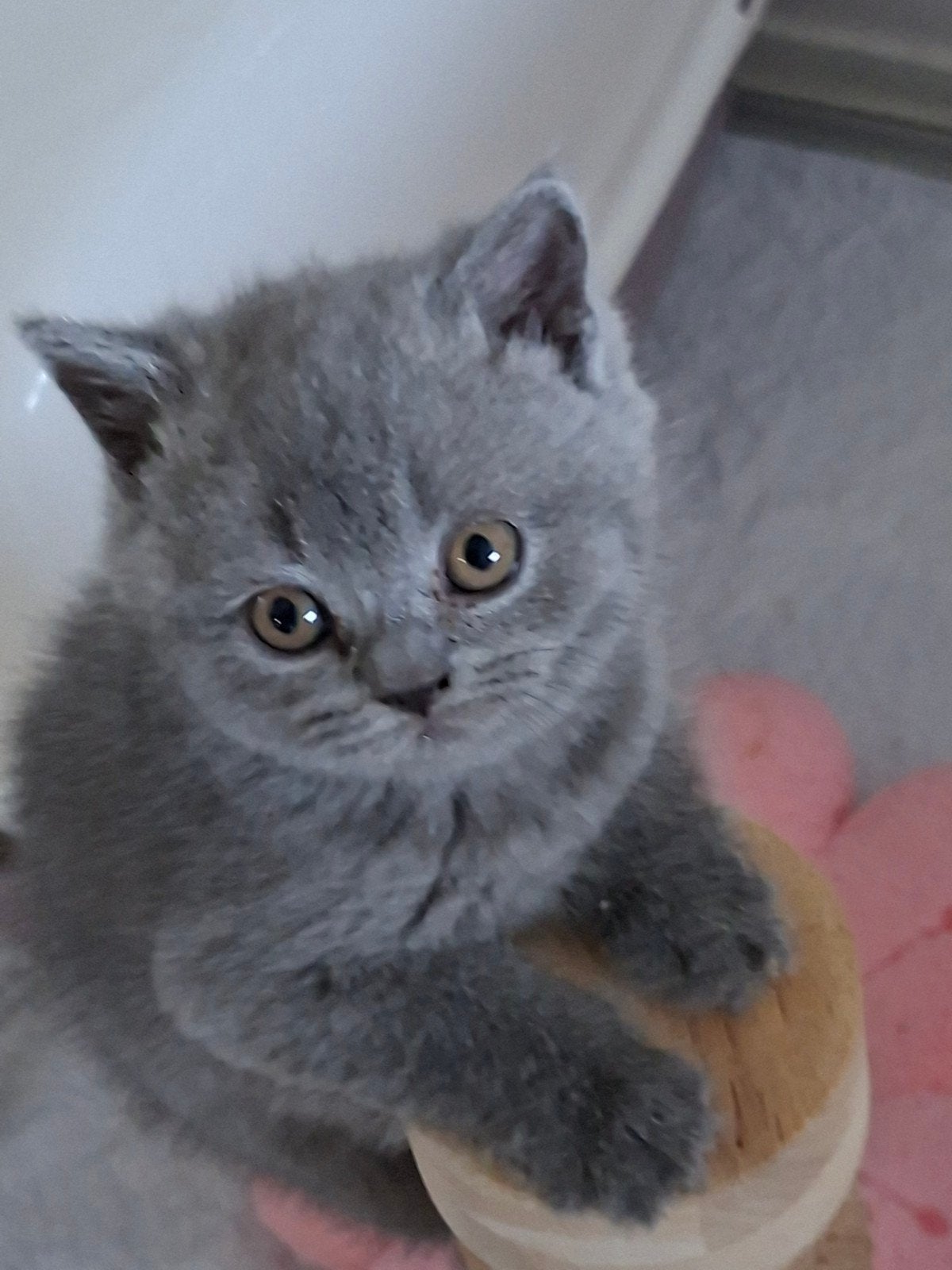 Brits Korthaar, Kater, Met stamboom, 0 tot 2 jaar