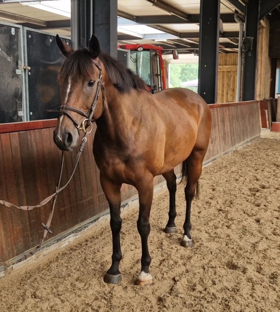 Brave 6jarige allround ruin, Dieren en Toebehoren, Paarden, Minder dan 160 cm, Ruin, 3 tot 6 jaar, Recreatiepaard