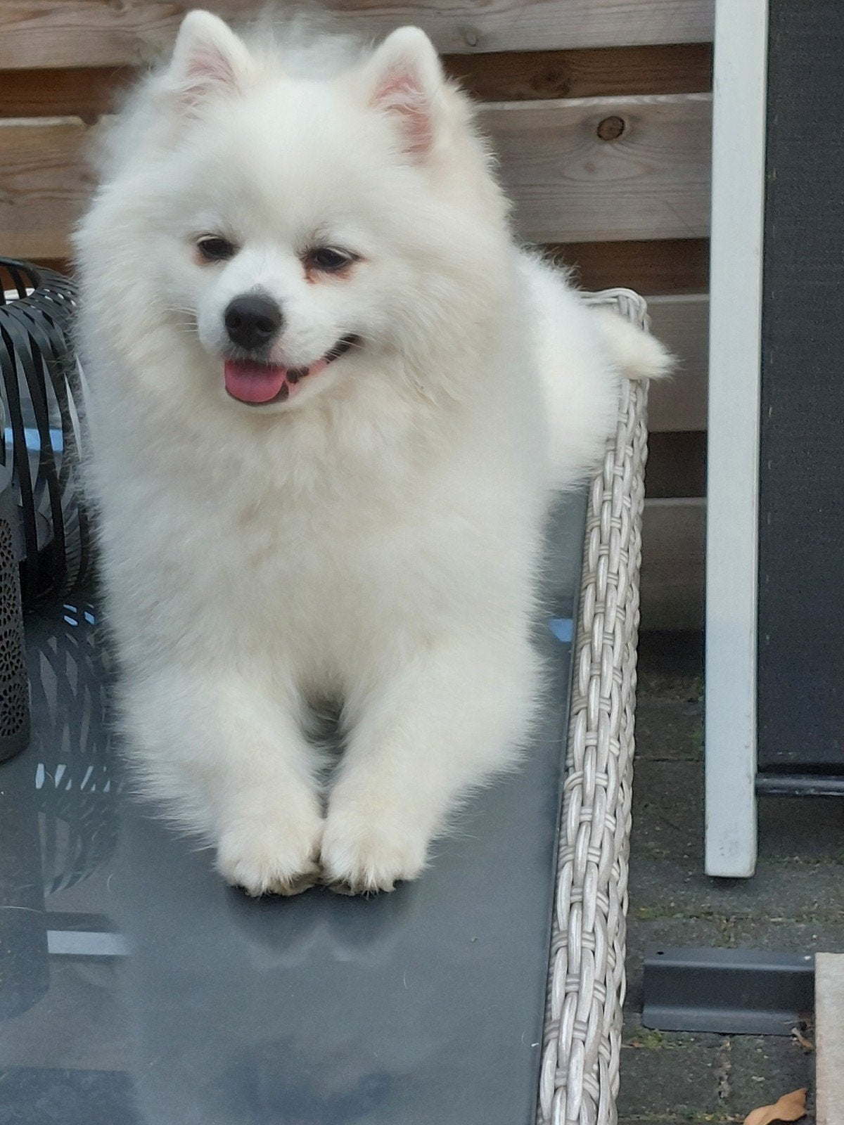 pomchi dekreu, 1 tot 2 jaar, Eén hond, Nederland, Fokker | Hobbymatig